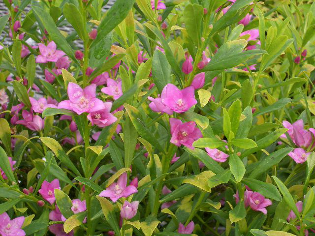 知人のハウスの花2