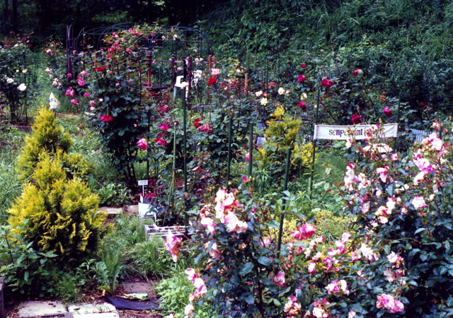 小宮　薔薇園005