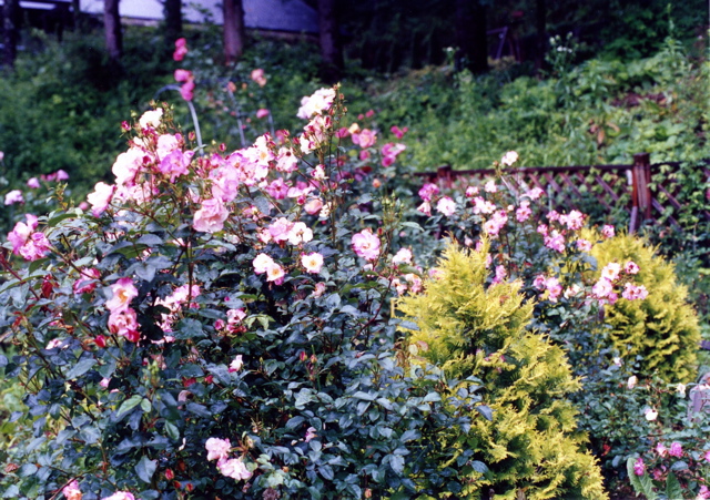 小宮　薔薇園006