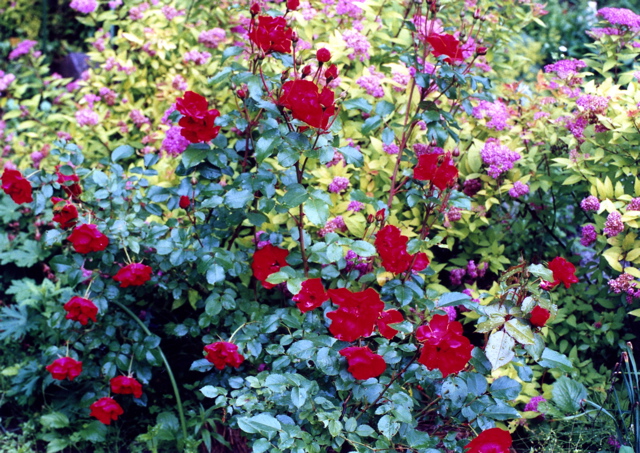 小宮　薔薇園009