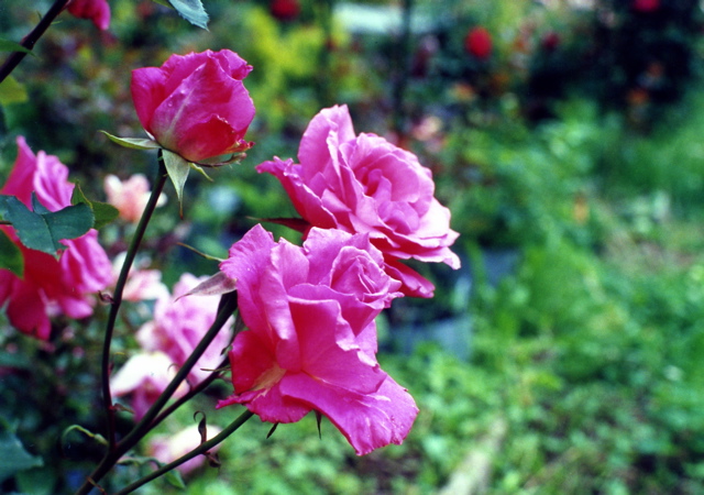 小宮　薔薇園011