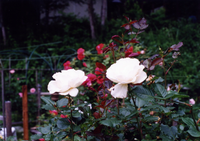 小宮　薔薇園014