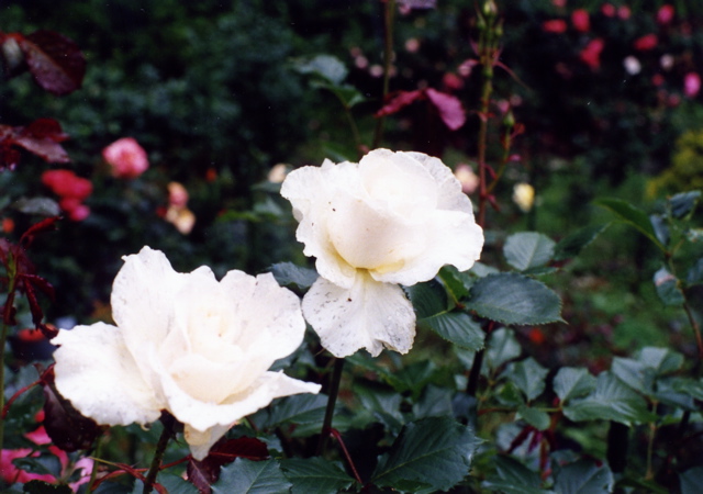 小宮　薔薇園017