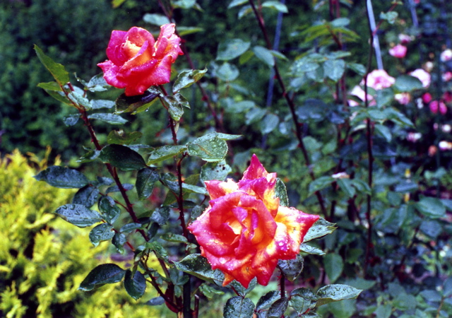 小宮　薔薇園018