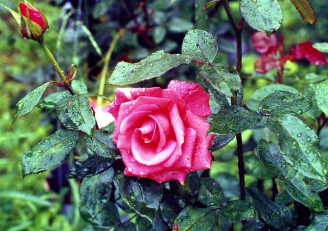 小宮　薔薇園021