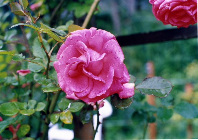 小宮　薔薇園022