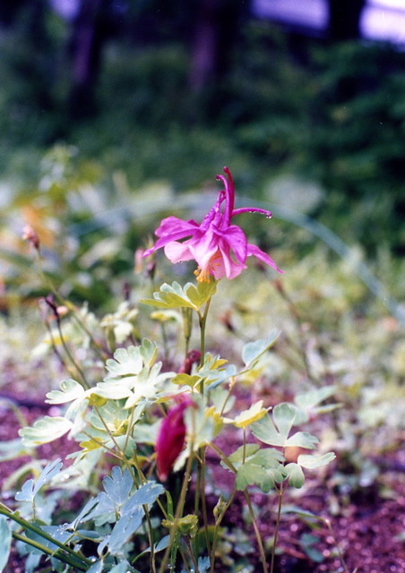 小宮　薔薇園026