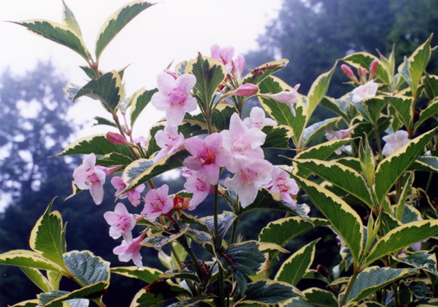 小宮　薔薇園027