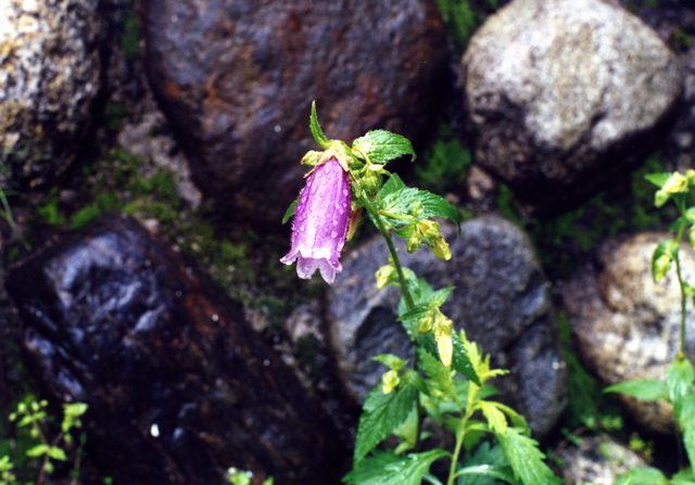 小宮　薔薇園029