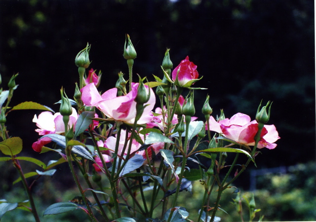 小宮　薔薇園034