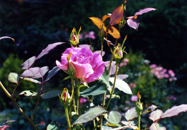 小宮　薔薇園036