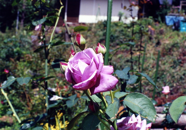 小宮　薔薇園037