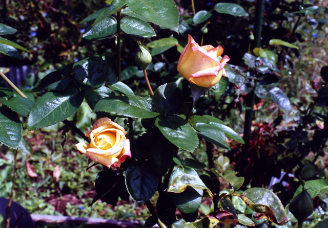 小宮　薔薇園039