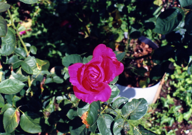 小宮　薔薇園041