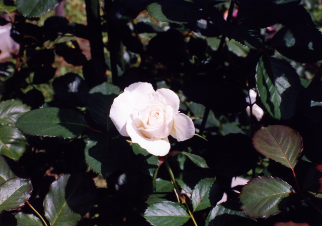 小宮　薔薇園042