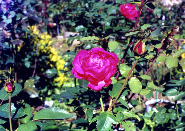 小宮　薔薇園047