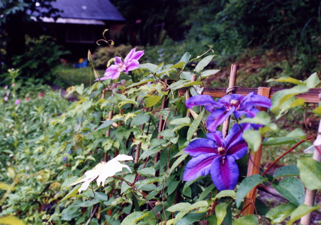 小宮　薔薇園001