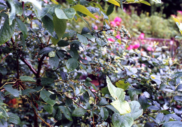 小宮　薔薇園002